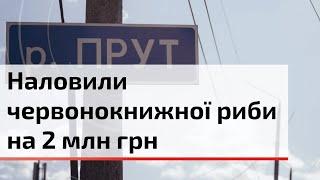 У Чернівцях борються з браконьєрством риб | C4