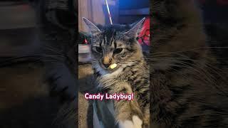 #cats #weird #candy