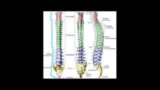 Columna Vertebral o Raquis  generalidades