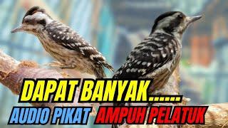 PASTI DAPAT Audio pikat pelatuk terbaik