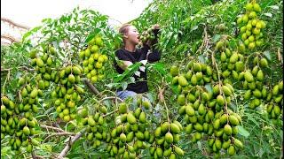 Harvesting Ambarella - Make Soaked Toad Go to the market sell - Lý Thị Linh