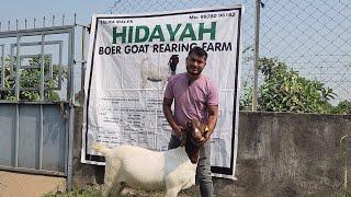 Gujarat Ka Biggest Boer IMP Goat Farm | Hidayah Boer Goat Rearing Farm | Reason To Keep Boer Goats.