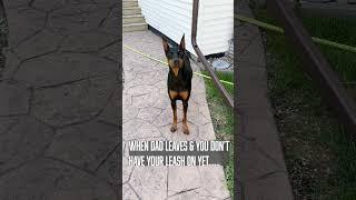 Don't Cry #dog #funny #puppy #doberman #dobermanpinschers #dobermanpuppy #dogsfunny