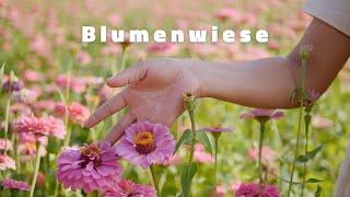 Wundervolle Blumenwiese, Entspannung mit leise Musik