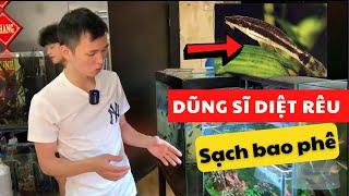 "DŨNG SĨ" diệt rêu của bể cá thủy sinh | Nguyễn Du aqua