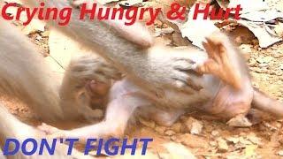 5 Minute Crying Alba Baby Monkey | So Hungry No Milk | Mother Fight Baby on Ground | Monkey Sounds