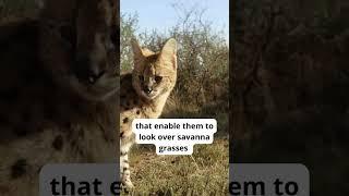 serval cat | the wild cat #wildcat #africaanimals #catshorts #shorts