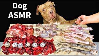 Best Dog ASMR Mukbang PITBULL EATING RAW FOODS
