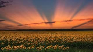 Guided Imagery with Vivek --- Sunflower Field