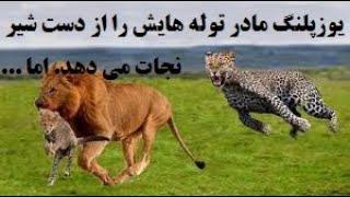 یوزپلنگ مادر توله هایش را از دست شیر نجات میدهد. اما ...,مستند,حیوانات,شکار,حیات وحش,راز بقا