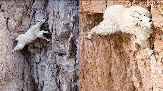 ¡¡¡ Estas CABRAS de montaña Desafían a la MUERTE !!! ¿POR QUÉ NO SE CAEN?