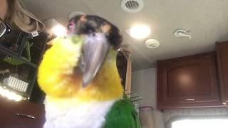 Kumquat - The Black Capped Caique