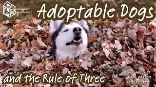 Adoptable Dogs and the Rule of Three