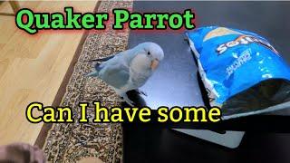 Quaker Parrot Eating Crisps | Monk Parakeet