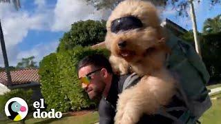 Perro le pide a papá que lo cargue cada vez que ve algo aterrador | El Dodo