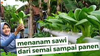 Sawi hidroponik dari semai sampai panen | tutorial Hidroponik pemula