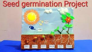 Seed Germination project model | seed germination (plant growth) 3d project | plant life cycle model