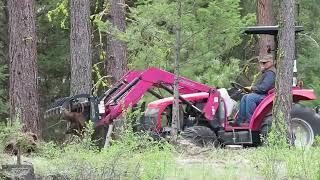 Cabin Retreat: Wild Horses and Forest Clearing Adventure.