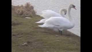 SWANS, DUCKS AND CO ON BOATING LAKE AT WINTER, TRAMORE CO WATERFORD JAN 17TH 2014