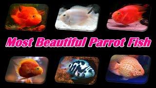 13 Types of Most Beautiful Parrot Fish | 13 Types of Parrot Fish