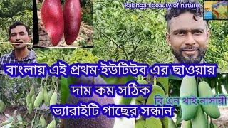 কম দামে সঠিক প্রজাতির গাছের সন্ধান//pure plants nursery//বি এন থাই নার্সারী