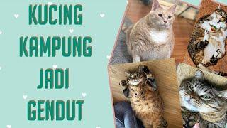 Cara Membuat Kucing Kampung Jadi Gemuk