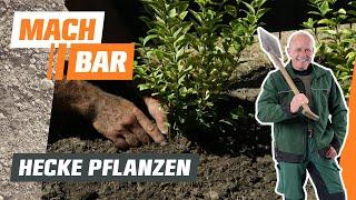 Hecke pflanzen | OBI