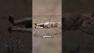 ЗМЕЯ УКУСИЛА ЛЬВА ️ #животные #звери #змея #лев #укус