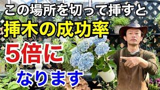 【目からウロコ】挿木の成功率が5倍変わる方法教えます　　　　　　　【カーメン君】【園芸】【ガーデニング】【初心者】