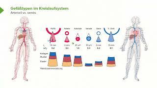 Physiologie I Kreislaufphysiologie: Funktionelle Abschnitte des Kreislaufsystems I Srdjan Maksimovic