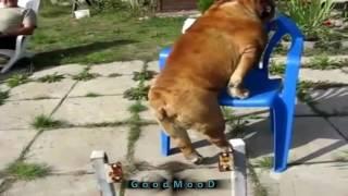 Best funny videos - Clever dog - moments compilation - GoodMood (15 EDITION)