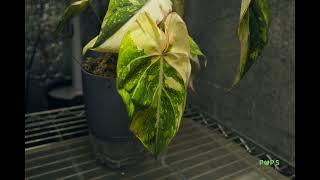 Timelapse leaf unfurling of Gloriosum Variegated