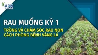 APN - TRỒNG RAU MUỐNG TRÊN NỀN ĐẤT CHAY - LÀM ĐẤT & CHĂM SÓC RAU NON