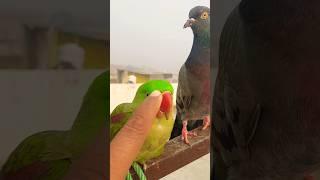 Parrot and pigeon morning waking today, #mojo #parrot #pigeon