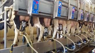 Milking Process In A Parallel Parlor - Level Acres Dairy