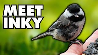 The Most Distinct Chickadee I’ve Ever Known & Why