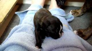 German Boxer puppies 2 weeks old born 4-20-10