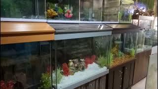 Aquarium| imported aquarium| local aquarium|Lalukhet Fish Market| @Arsalan Ahmed