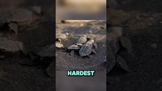 This Animal Has Been Through It All #shorts #seaturtles #oceanwildlife #animals #survival