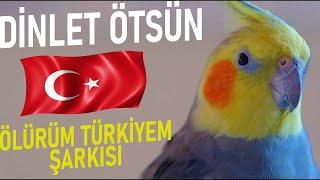 DİNLET ÖTSÜN Sultan Papağanı Sesi Ölürüm Türkiyem Şarkısı 1 Saat-Muhabbet Kuşu