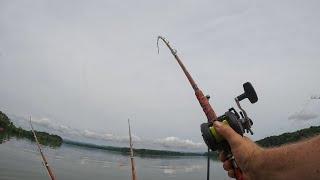 Dragging cut skip jack for large catfish on the Tennessee River in the middle of the day!#madkatz