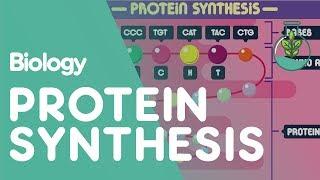 Protein Synthesis | Cells | Biology | FuseSchool