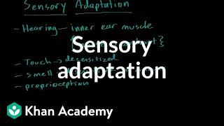 Sensory adaptation | Processing the Environment | MCAT | Khan Academy