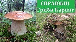 КАЗКОВИЙ Пошук Білих Грибів в Карпатах! Гриби 2024. Справжні Гриби Карпат 2024. Белые грибы. picking