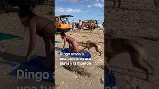 El momento en que un dingo ataca una turista en una playa y la muerde. No es el único caso