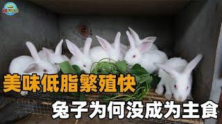 兔子繁殖能力惊人，脂肪率低，为何未成为人类主食？背后隐情在此