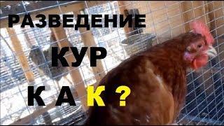 Разведение кур от А до Я за 20 минут - кормление, содержание, размножение кур.