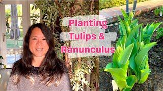 Planting Tulipsand Ranunculus | Gardening in Zone 10a