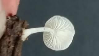 A small beautiful mushroom on a decaying log