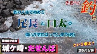 【#城ケ崎海岸・#だせんば】#おきらく釣行【2024/10/16後】